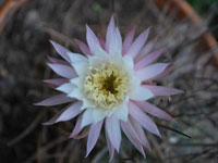 Echinopsis nigra