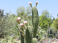 Echinopsis robinsoniana