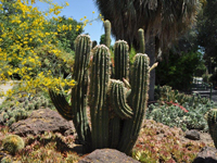 Echinopsis robinsoniana