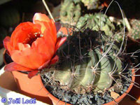 Echinopsis sanguiniflora var. jajoana