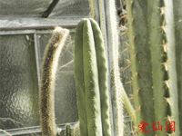 Echinopsis scopulicola