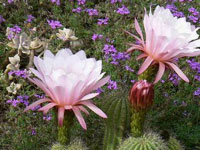 Echinopsis smrziana