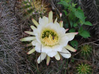 Echinopsis smrziana