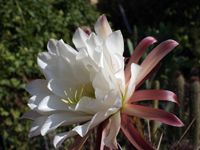 Echinopsis tacaquirensis subsp. taquimbalensis