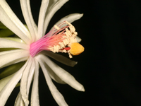 Epiphyllum baueri