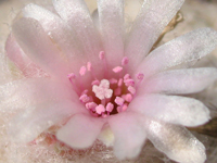 Epithelantha greggii subsp. potosina