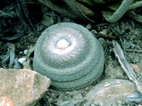 Epithelantha greggii subsp. potosina