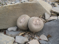 Epithelantha ilariae