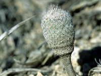 Epithelantha pachyrhiza subsp. parvula