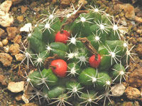 Escobaria missouriensis subsp. navajoensis