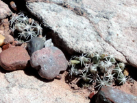 Escobaria missouriensis subsp. navajoensis