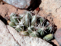 Escobaria missouriensis subsp. navajoensis