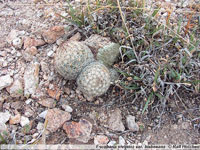 Escobaria vivipara var. bisbeeana