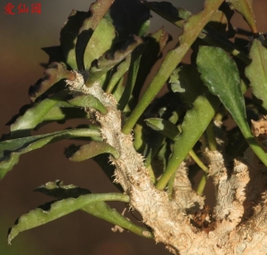 安波沃本大戟(Euphorbia ambovombensis)