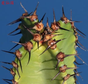 大戟阁(Euphorbia ammak)