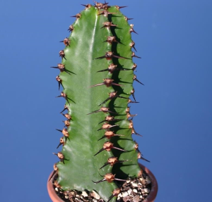 大戟阁(Euphorbia ammak)