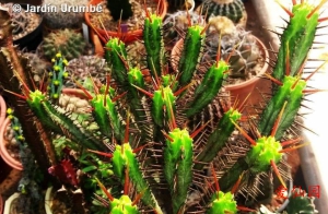 绿玲珑(Euphorbia atrispina)