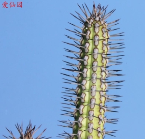 拜奥恩大戟(Euphorbia baionensis)