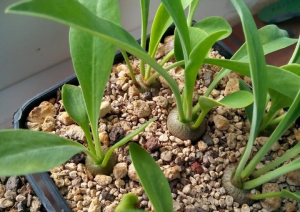 苏铁大戟(Euphorbia bupleurifolia)