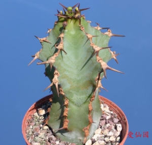 浅蓝大戟(Euphorbia caerulescens)