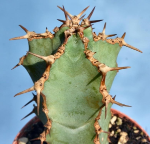 浅蓝大戟(Euphorbia caerulescens)