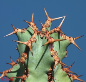 浅蓝大戟(Euphorbia caerulescens)