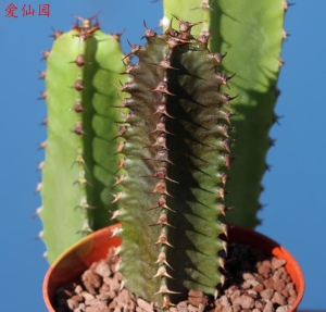 墨麒麟(Euphorbia canariensis)