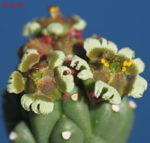 孔雀球(Euphorbia caput-medusae)