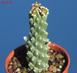 孔雀球(Euphorbia caput-medusae)