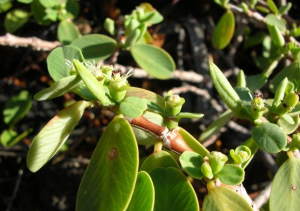 天体大戟(Euphorbia celastroides)