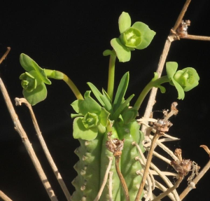 克拉瓦大戟(Euphorbia clava)