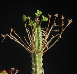 克拉瓦大戟(Euphorbia clava)