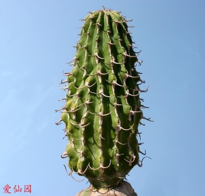 圆柱麒麟(Euphorbia columnaris)