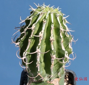 圆柱麒麟(Euphorbia columnaris)