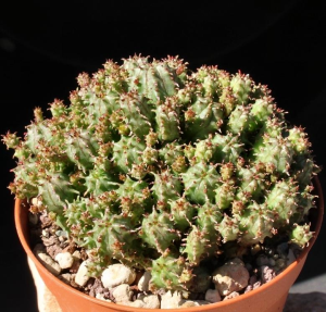 子孙麒麟(Euphorbia cv. Multiprolifera)