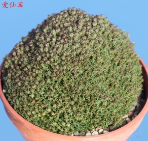 子孙麒麟(Euphorbia cv. Multiprolifera)