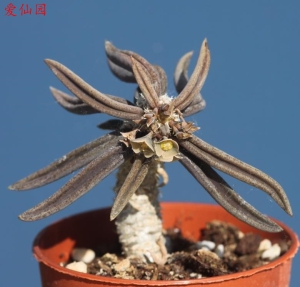 筒叶麒麟(Euphorbia cylindrifolia)