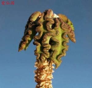 皱叶麒麟(Euphorbia decaryi)