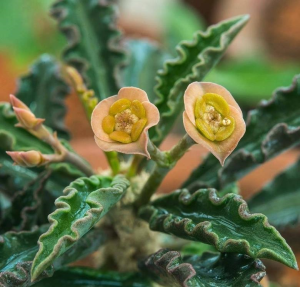 圣皱叶麒麟(Euphorbia decaryi var. cap-saintemariensis)