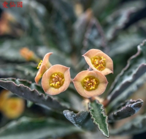 圣皱叶麒麟(Euphorbia decaryi var. cap-saintemariensis)