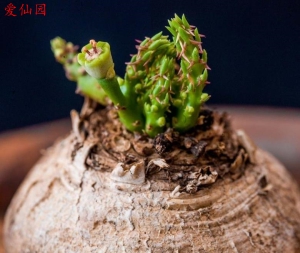 蓬莱岛大戟(Euphorbia decidua)