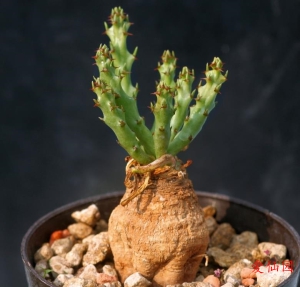 蓬莱岛大戟(Euphorbia decidua)