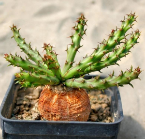 蓬莱岛大戟(Euphorbia decidua)