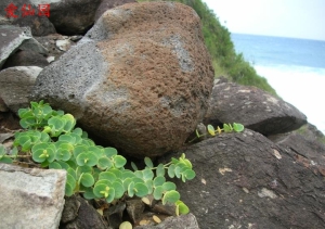 阿科科大戟(Euphorbia degeneri)