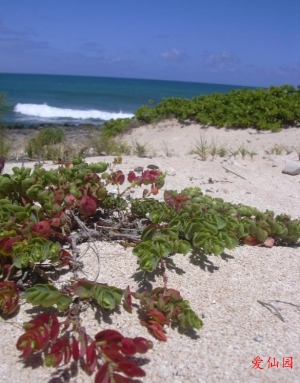 阿科科大戟(Euphorbia degeneri)