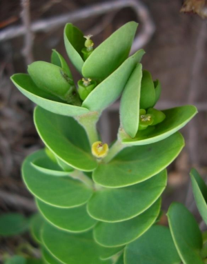 阿科科大戟(Euphorbia degeneri)