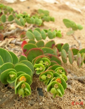 阿科科大戟(Euphorbia degeneri)