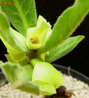 美花大戟(Euphorbia discoidea)