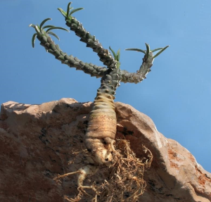 杜氏大戟(Euphorbia duseimata)