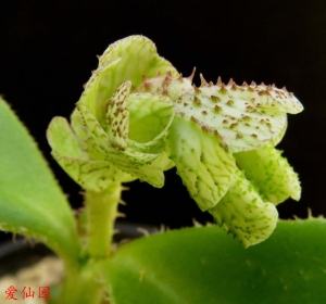 刺孢大戟(Euphorbia echinulata)